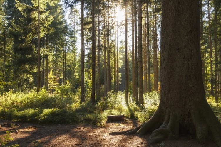 Der Wald rund um Freudenstadt beherbergt auch Deutschlands älteste Tanne